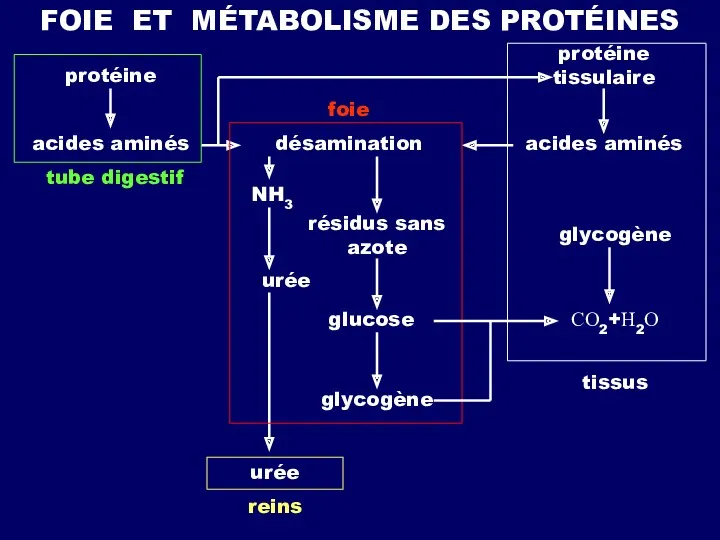 FOIE ET MÉTABOLISME DES PROTÉINES protéine acides aminés tube digestif
