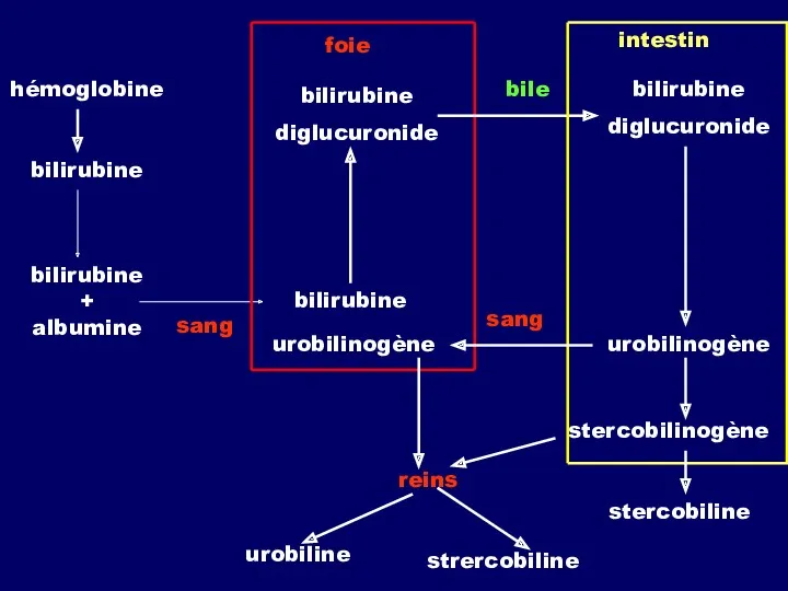 hémoglobine bilirubine bilirubine + albumine sang bilirubine diglucuronide bilirubine urobilinogène