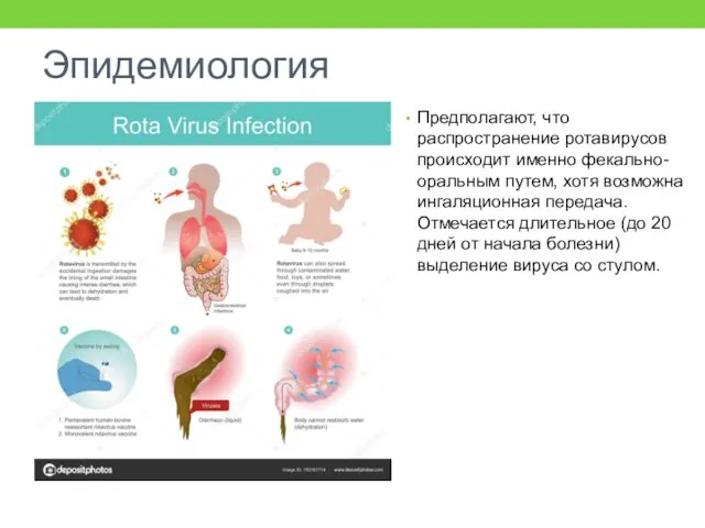 Эпидемиология Предполагают, что распространение ротавирусов происходит именно фекально-оральным путем, хотя