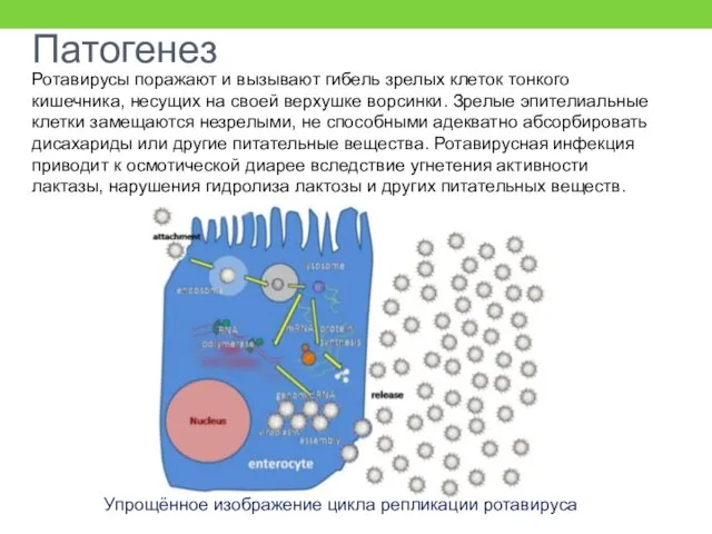 Патогенез Ротавирусы поражают и вызывают гибель зрелых клеток тонкого кишечника,