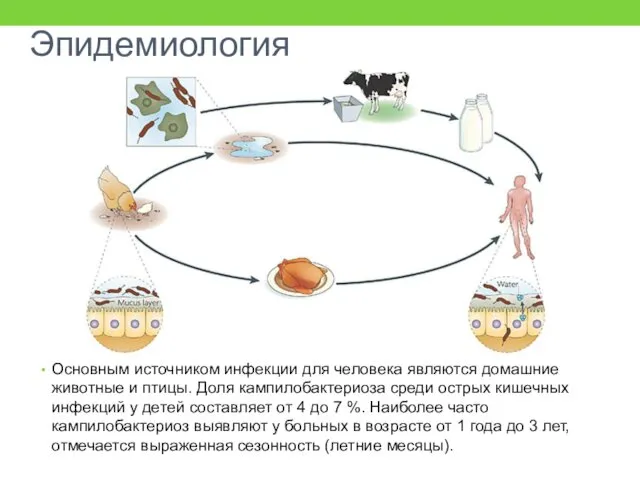 Эпидемиология Основным источником инфекции для человека являются домашние животные и