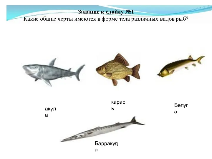 Барракуда карась акула Белуга Задание к слайду №1 Какие общие