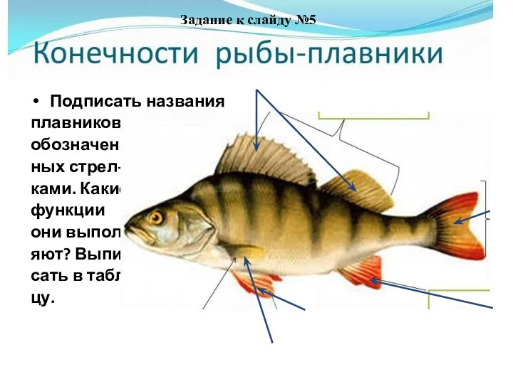 Подписать названия плавников, обозначен- ных стрел- ками. Какие функции они