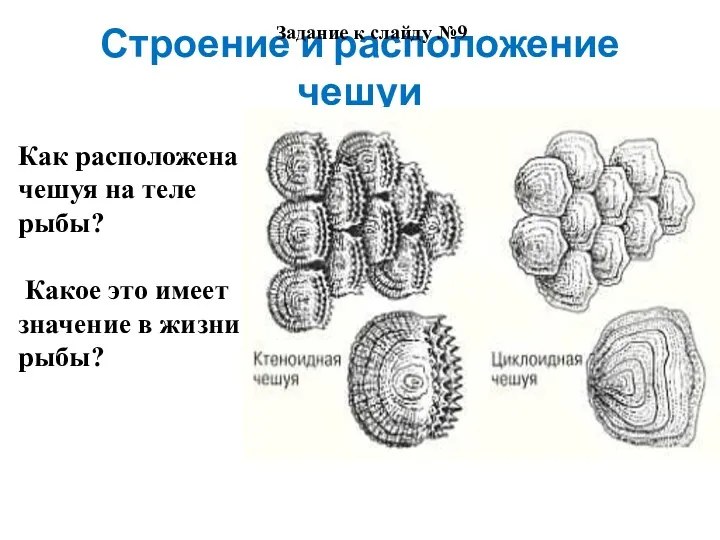 Строение и расположение чешуи Как расположена чешуя на теле рыбы?