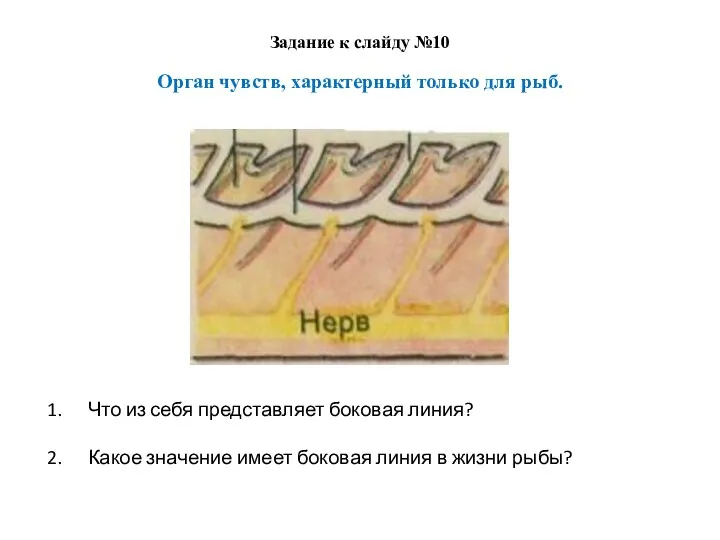 Что из себя представляет боковая линия? Какое значение имеет боковая