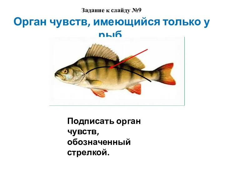 Орган чувств, имеющийся только у рыб. Подписать орган чувств, обозначенный стрелкой. Задание к слайду №9