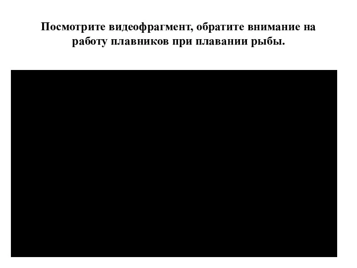 Посмотрите видеофрагмент, обратите внимание на работу плавников при плавании рыбы.