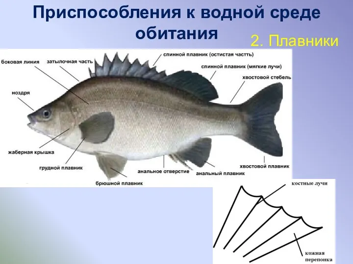 Приспособления к водной среде обитания 2. Плавники