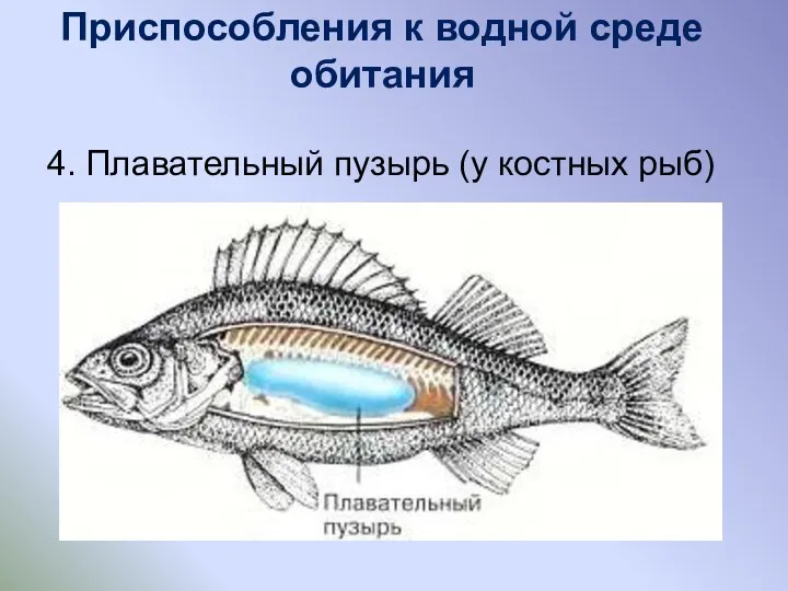 Приспособления к водной среде обитания 4. Плавательный пузырь (у костных рыб)