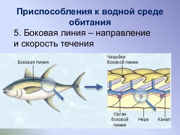 Приспособления к водной среде обитания 5. Боковая линия – направление и скорость течения