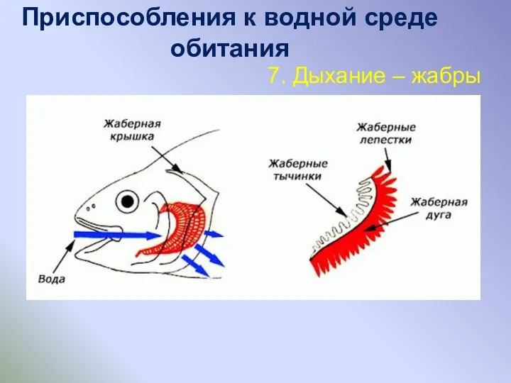 Приспособления к водной среде обитания 7. Дыхание – жабры