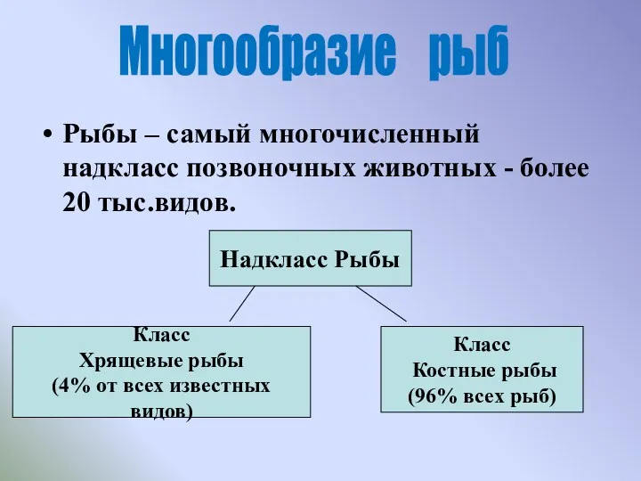 Рыбы – самый многочисленный надкласс позвоночных животных - более 20