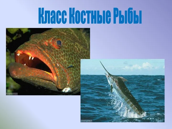 Класс Костные Рыбы