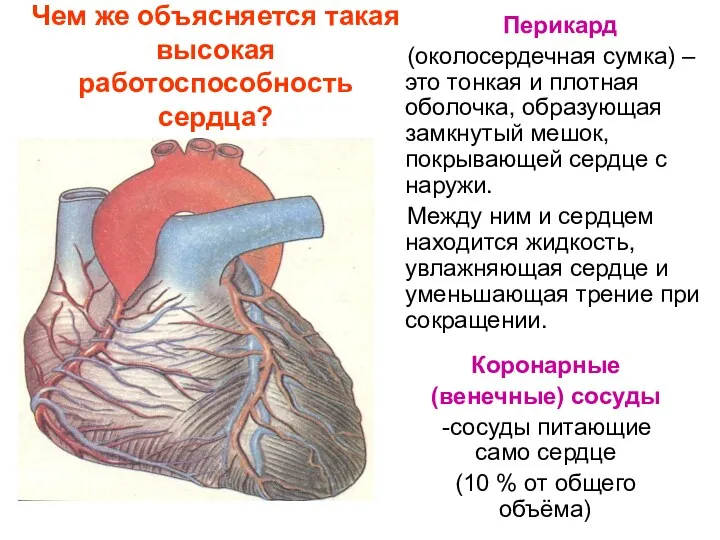 Чем же объясняется такая высокая работоспособность сердца? Перикард (околосердечная сумка)