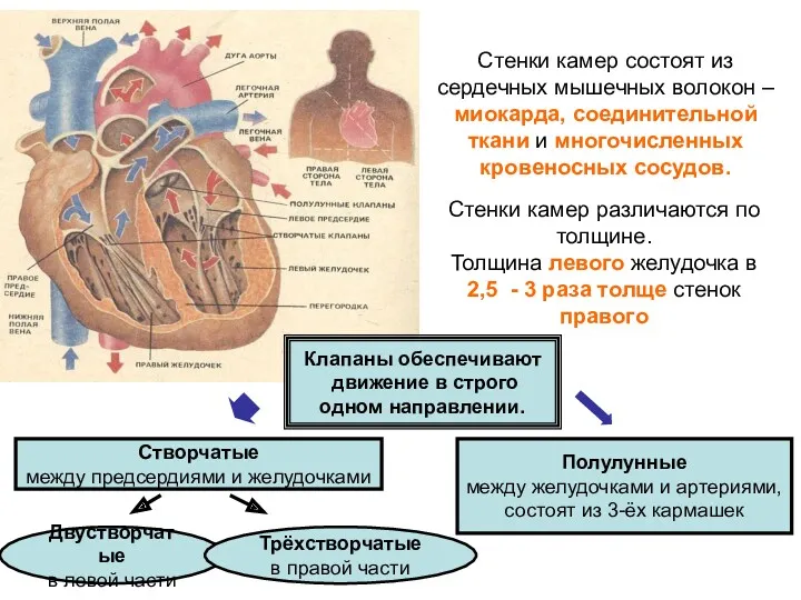 Стенки камер состоят из сердечных мышечных волокон – миокарда, соединительной