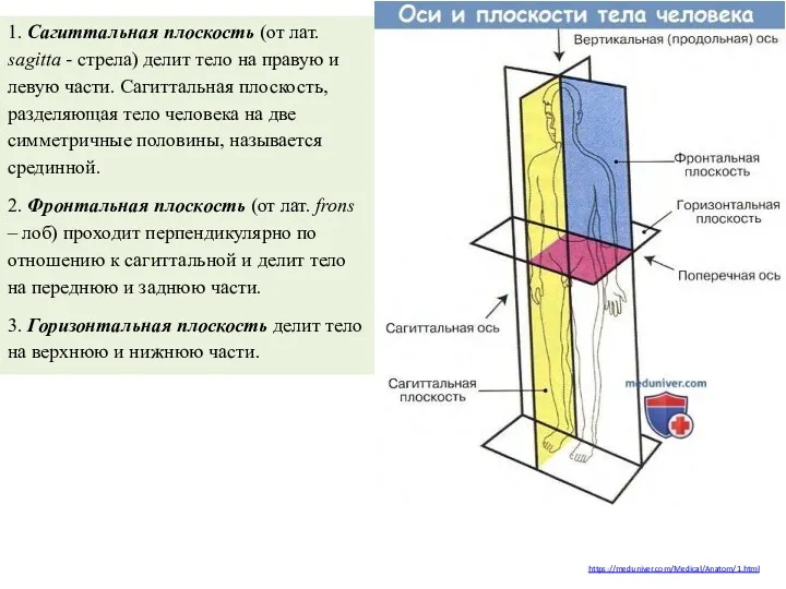 https://meduniver.com/Medical/Anatom/1.html 1. Сагиттальная плоскость (от лат. sagitta - стрела) делит