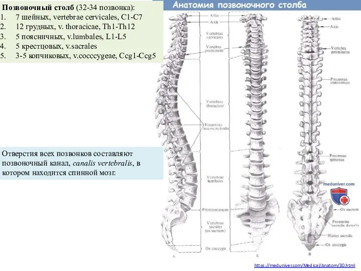 https://meduniver.com/Medical/Anatom/30.html Отверстия всех позвонков составляют позвоночный канал, canalis vertebralis, в