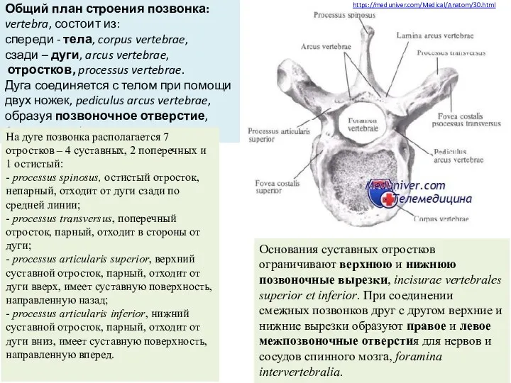 https://meduniver.com/Medical/Anatom/30.html Общий план строения позвонка: vertebra, состоит из: спереди -