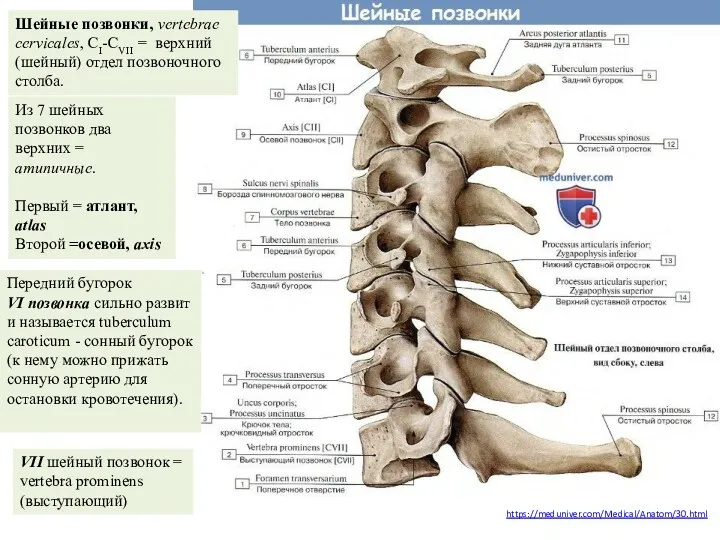 https://meduniver.com/Medical/Anatom/30.html Из 7 шейных позвонков два верхних = атипичные. Первый