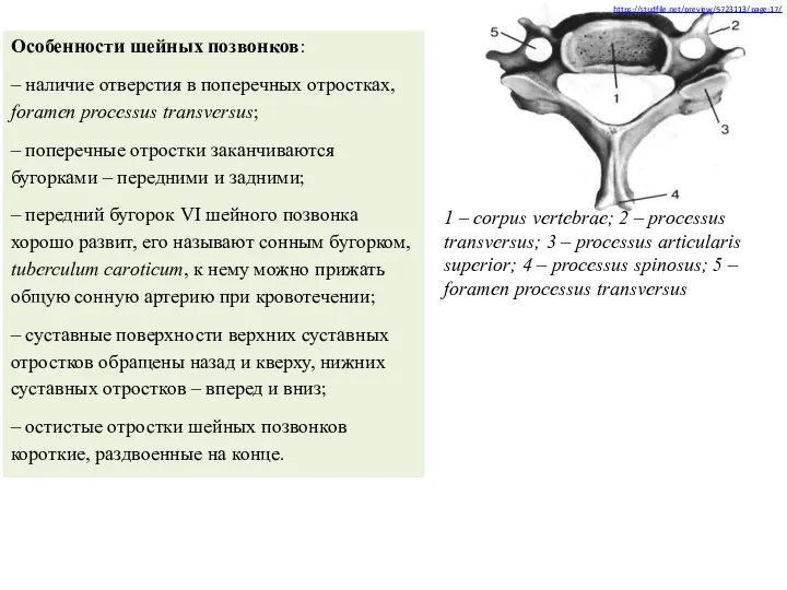 1 – corpus vertebrae; 2 – processus transversus; 3 –