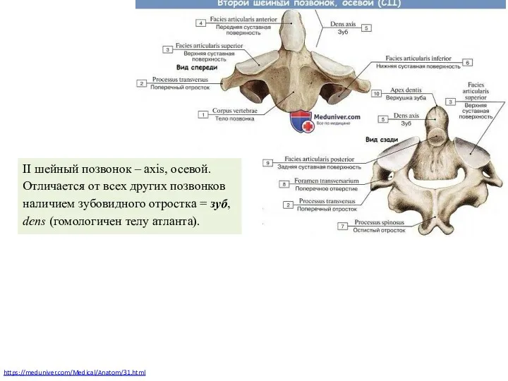 https://meduniver.com/Medical/Anatom/31.html II шейный позвонок – axis, осевой. Отличается от всех