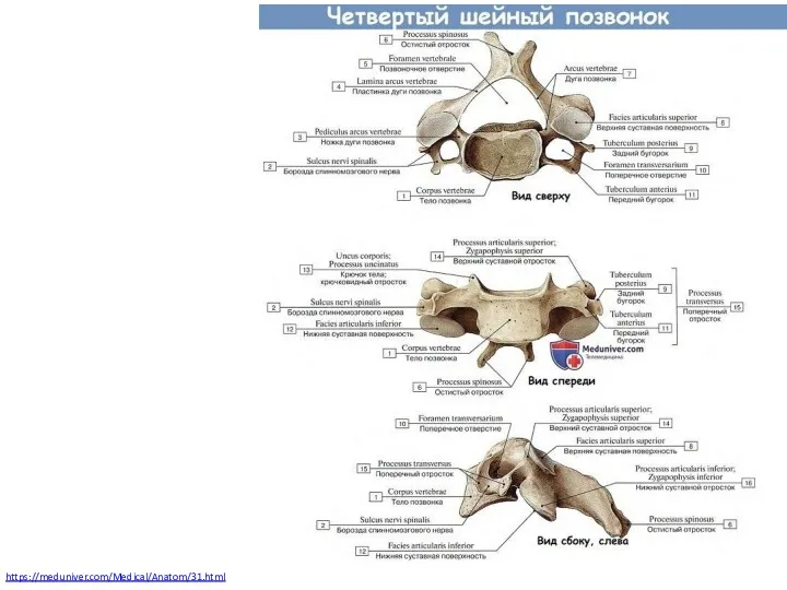 https://meduniver.com/Medical/Anatom/31.html