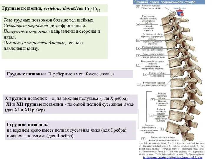 https://meduniver.com/Medical/Anatom/32.html Грудные позвонки, vertebrae thoracicae Th1-Th12 I грудной позвонок: на