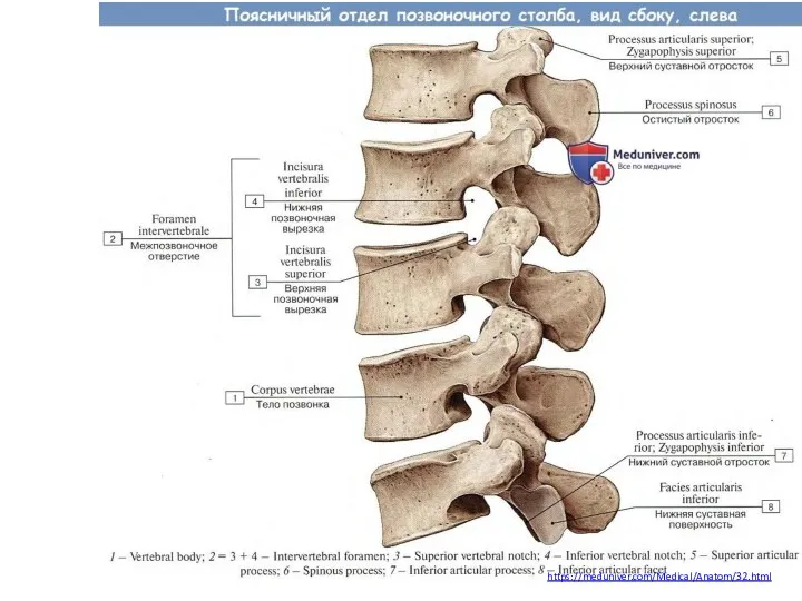 https://meduniver.com/Medical/Anatom/32.html