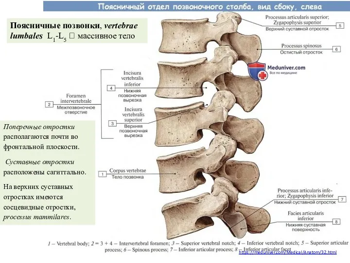 https://meduniver.com/Medical/Anatom/32.html Поперечные отростки располагаются почти во фронтальной плоскости. Суставные отростки