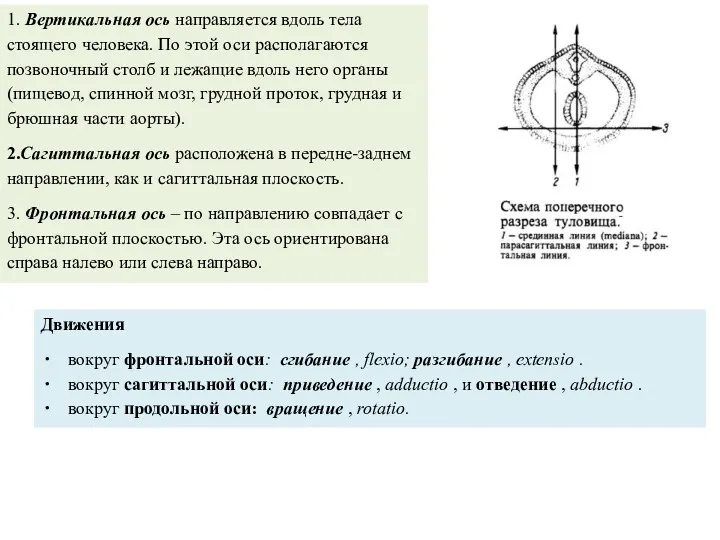 1. Вертикальная ось направляется вдоль тела стоящего человека. По этой