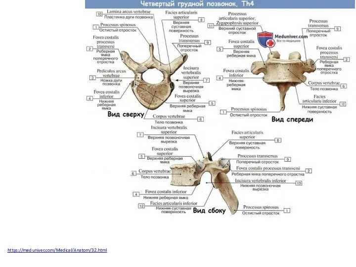 https://meduniver.com/Medical/Anatom/32.html