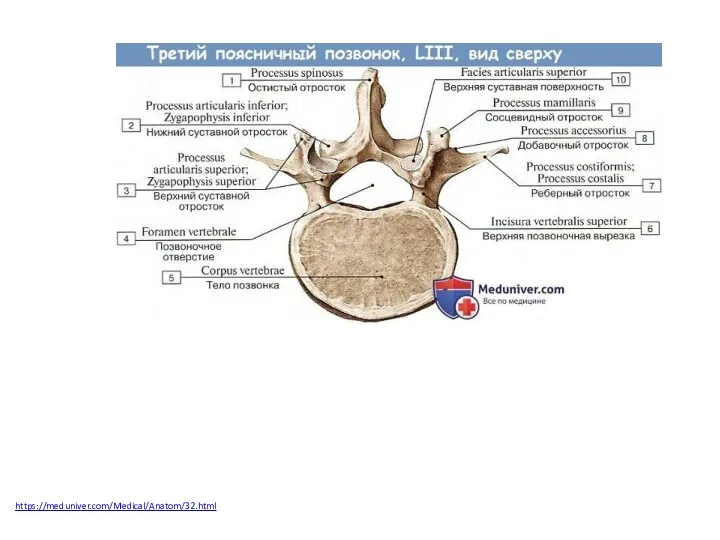 https://meduniver.com/Medical/Anatom/32.html