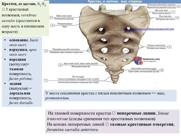 https://meduniver.com/Medical/Anatom/33.html Крестец, os sacrum, S1-S5 ? 5 крестцовых позвонков, vertebrae