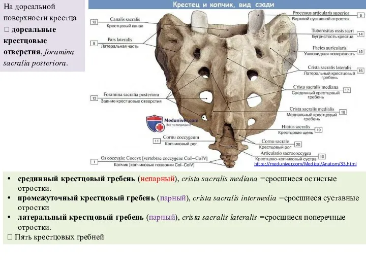 https://meduniver.com/Medical/Anatom/33.html На дорсальной поверхности крестца ? дорсальные крестцовые отверстия, foramina