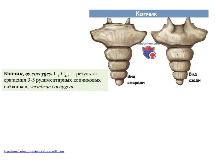 https://meduniver.com/Medical/Anatom/33.html Копчик, os coccyges, C1-C4-5 = результат сращения 3-5 рудиментарных копчиковых позвонков, vertebrae coccygeae.