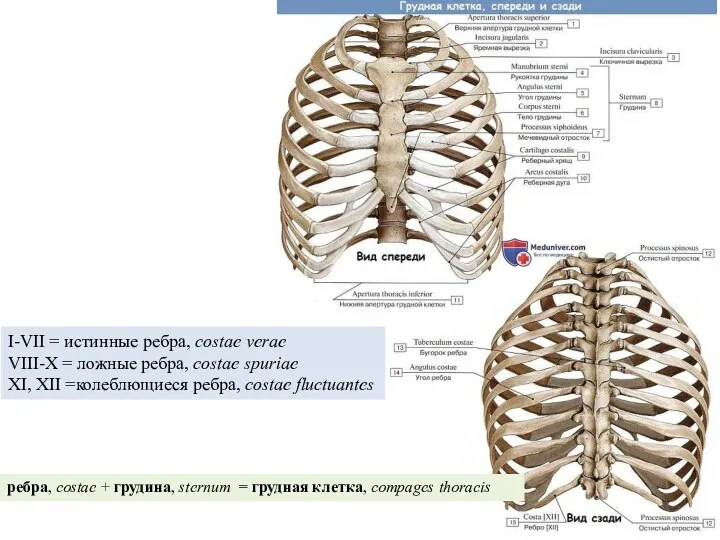 ребра, costae + грудина, sternum = грудная клетка, compages thoracis