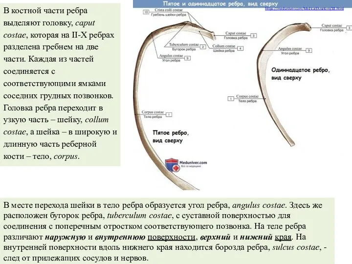 https://meduniver.com/Medical/Anatom/38.html В костной части ребра выделяют головку, caput costae, которая