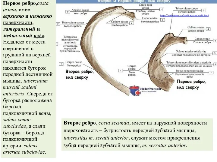 https://meduniver.com/Medical/Anatom/38.html Второе ребро, costa secunda, имеет на наружной поверхности шероховатость