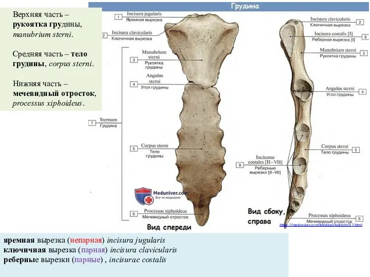 https://meduniver.com/Medical/Anatom/37.html Верхняя часть – рукоятка грудины, manubrium sterni. Средняя часть