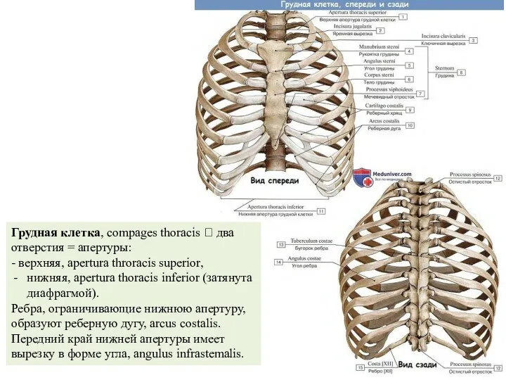 Грудная клетка, compages thoracis ? два отверстия = апертуры: -