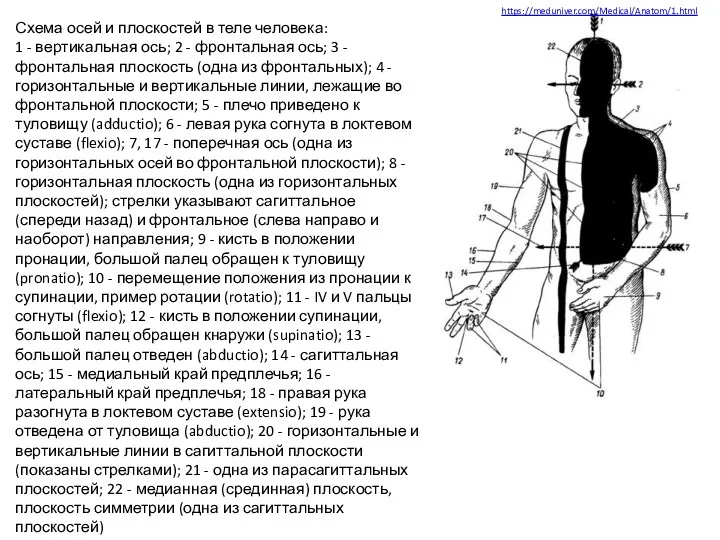Источник: https://meduniver.com/Medical/Anatom/1.html Схема осей и плоскостей в теле человека: 1