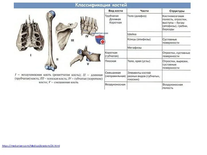 https://meduniver.com/Medical/Anatom/24.html