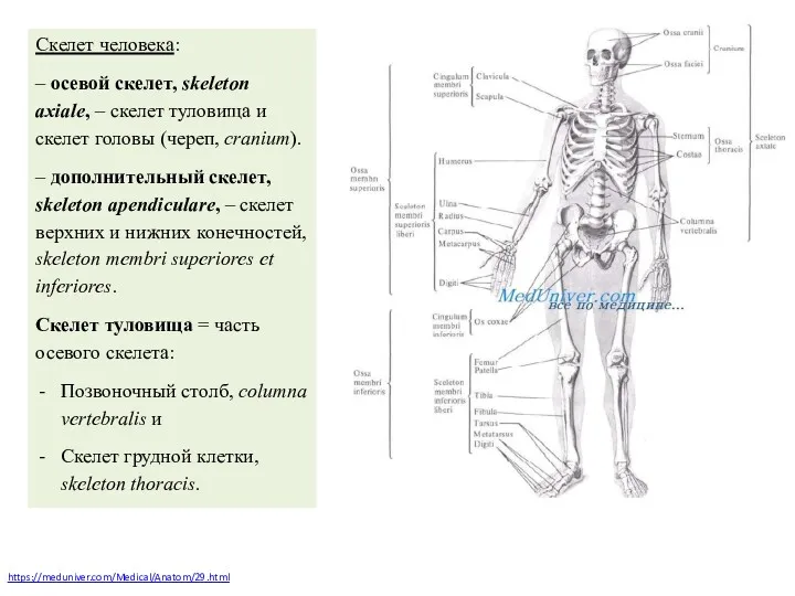 https://meduniver.com/Medical/Anatom/29.html Скелет человека: – осевой скелет, skeleton axiale, – скелет