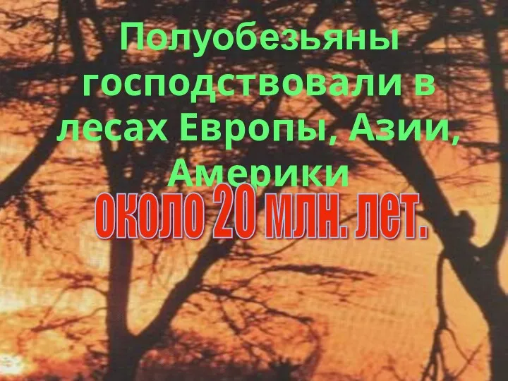 Полуобезьяны господствовали в лесах Европы, Азии, Америки около 20 млн. лет.