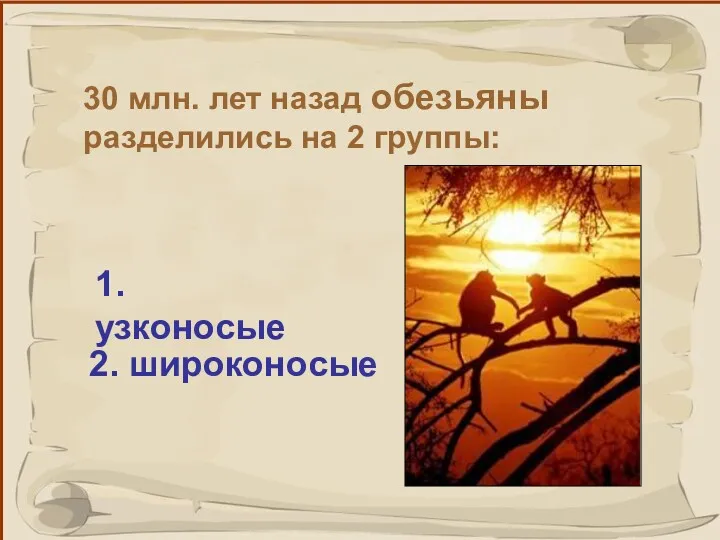 30 млн. лет назад обезьяны разделились на 2 группы: 1. узконосые 2. широконосые