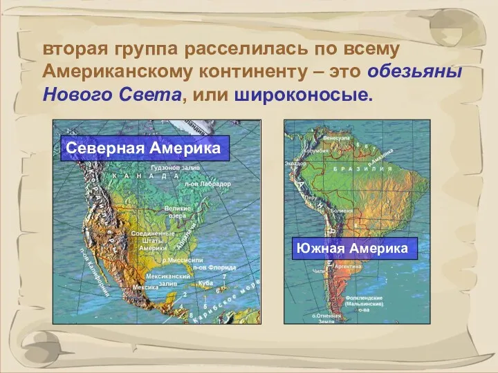 вторая группа расселилась по всему Американскому континенту – это обезьяны Нового Света, или широконосые.