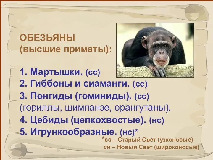 ОБЕЗЬЯНЫ (высшие приматы): 1. Мартышки. (сс) 2. Гиббоны и сиаманги. (сс) 3. Понгиды