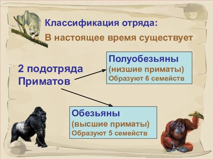 Классификация отряда: В настоящее время существует Полуобезьяны (низшие приматы) Образуют