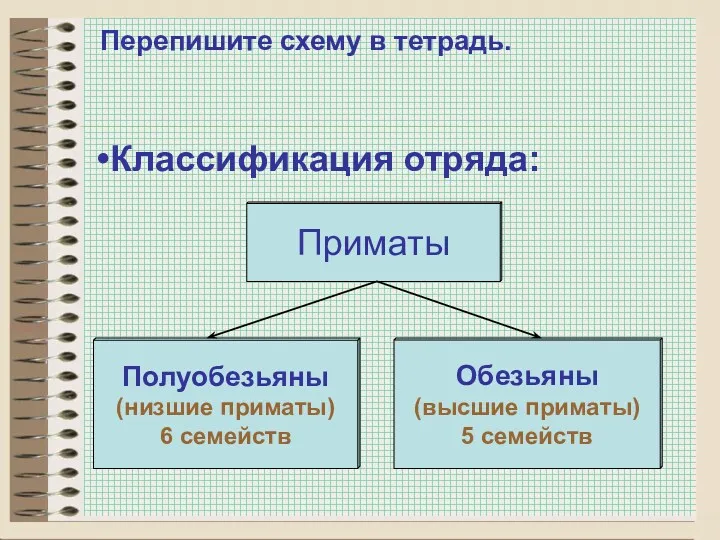 Перепишите схему в тетрадь. Классификация отряда: Приматы Полуобезьяны (низшие приматы)