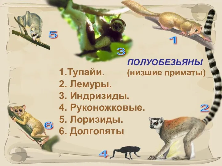 ПОЛУОБЕЗЬЯНЫ (низшие приматы) 1.Тупайи. 2. Лемуры. 3. Индризиды. 4. Руконожковые.